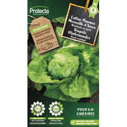 Semences de laitue Pommée Merveille d'hiver PROTECTA