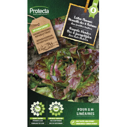 Semences de laitue Pommée Merveille des 4 Saisons PROTECTA