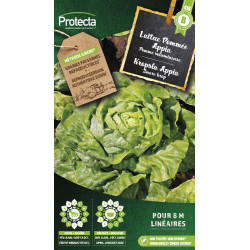 Semences de laitue Pommée Appia PROTECTA