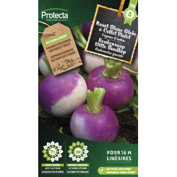 Semences de navet Blanc Globe à Collet Violet PROTECTA