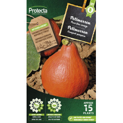 Semences de potimarron PROTECTA