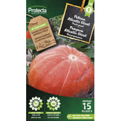 Semences de potiron Atlantic Giant PROTECTA