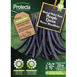 Semences d'haricot Violet Nain Purple Queen PROTECTA