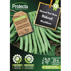 Semences d'haricot Vert Nain Sideral PROTECTA