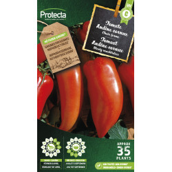 Semences de tomate Andine cornue PROTECTA