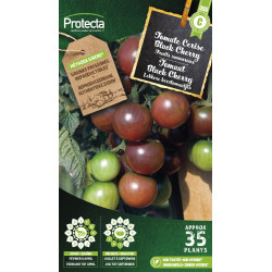 Semences de tomate Cerise Black Cherry PROTECTA