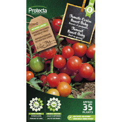 Semences de tomate Cerise Sweet Baby PROTECTA