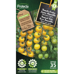 Semences de tomate Cerise Jaune Amarilla PROTECTA