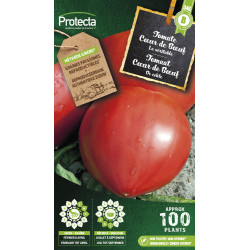Semences de tomate Cœur de Bœuf PROTECTA