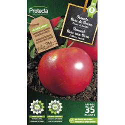 Semences de tomate Rose de Berne PROTECTA