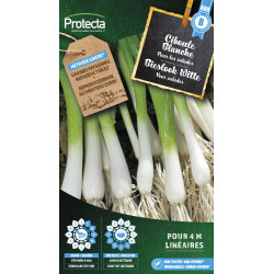 Semences de ciboule Blanche PROTECTA