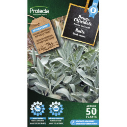 Semences de sauge Officinale PROTECTA