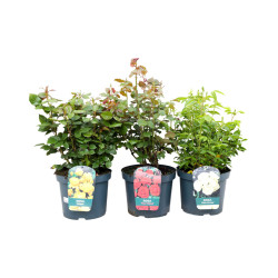 Rosier Grande Fleur en Pot – Floraison Immédiate