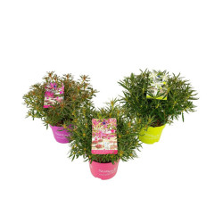 Azalée Starstyle en Pot – Floraison Printanière Généreuse