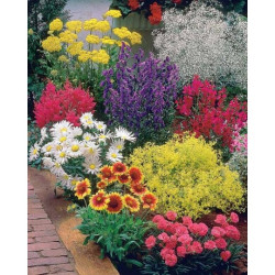 Plante Annuelle en Pot – Fleurissez Votre Balcon