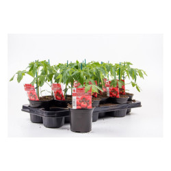 Plan de tomate grappe en pot – Cultivez vos tomates