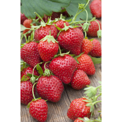 Fraisier Mara des Bois en Pot – Fraises Gourmandes