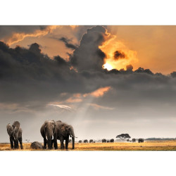 Toile Sunrise Éléphants 97x65 cm – Déco Murale Unique