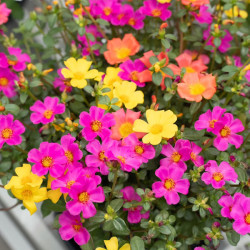 Portulaca en Pot – Fleurs Colorées Faciles