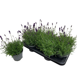 Lavande Lavandula mixte en pot