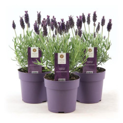 Lavande Lavandula Stoeckas Anouk en pot