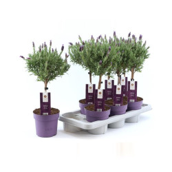 Lavande Lavandula Stoeckas Anouk en pot