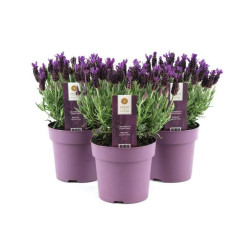 Lavande Lavandula Stoeckas Anouk en pot