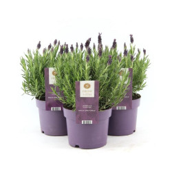 Lavande Lavandula Stoeckas Anouk en pot