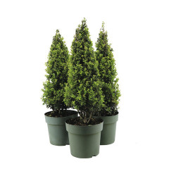 Ilex pyramide Crenata Jenny en pot