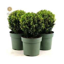 Ilex boule Crenata Jenny en pot