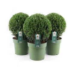 Ilex boule Crenata Jenny en pot