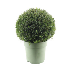 Ilex boule Crenata Jenny en pot