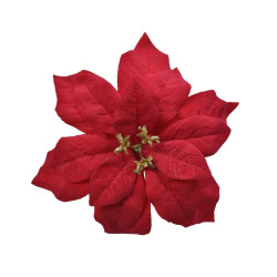 Rose de Noël en pot