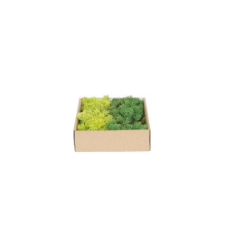 Mousse Lichen mixte verte 0