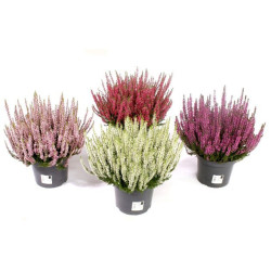 Bruyère d'hiver en pot – Floraison hivernale colorée
