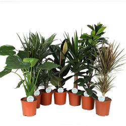 Plante verte d'intérieur – Élégance naturelle