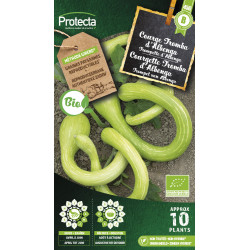 Semences de courge Tromba d'Albenga PROTECTA