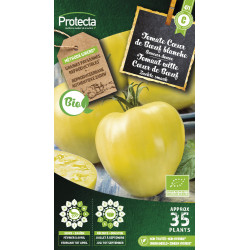Semences de tomate Cœur de Bœuf blanche PROTECTA