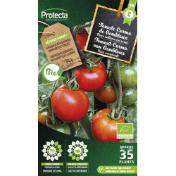 Semences de tomate Corma de Gembloux PROTECTA