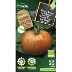 Semences de tomate bronze de Belgique PROTECTA