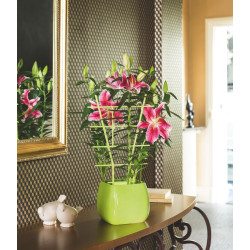 Tuteur échelle vert 50cm – Soutien idéal pour plantes | NORTENE