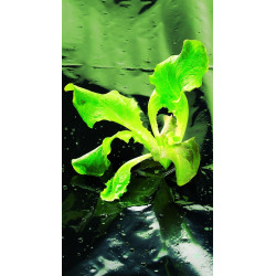 Film paillis toutes cultures 1,40x5m NORTENE – Protège vos cultures | NORTENE