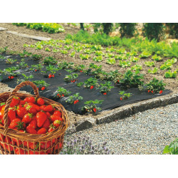 Film paillis pour fraises 1,40 x 10 m – Protège vos plants | NORTENE