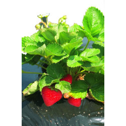 Film paillis pour fraises 1,40 x 10 m – Protège vos plants | NORTENE