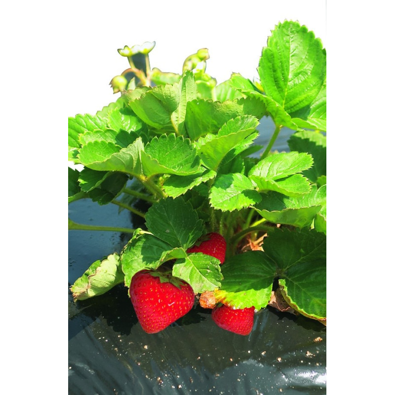 Film paillis pour fraises 1,40 x 10 m – Protège vos plants | NORTENE