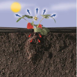 Film paillis pour fraises 1,40 x 10 m – Protège vos plants | NORTENE