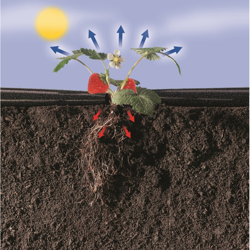 Film paillis pour fraises 1,40 x 10 m – Protège vos plants | NORTENE