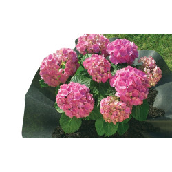 Feutre plantation arbustes – Terre de bruyère | NORTENE

