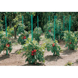 Tuteur pour tomates à réserve d'eau NORTENE