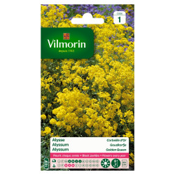 Semences d'alysse Corbeille d'Argent – Fleur | VILMORIN